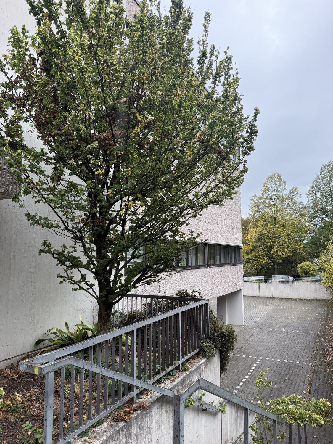 Baum an einer Treppenanlage