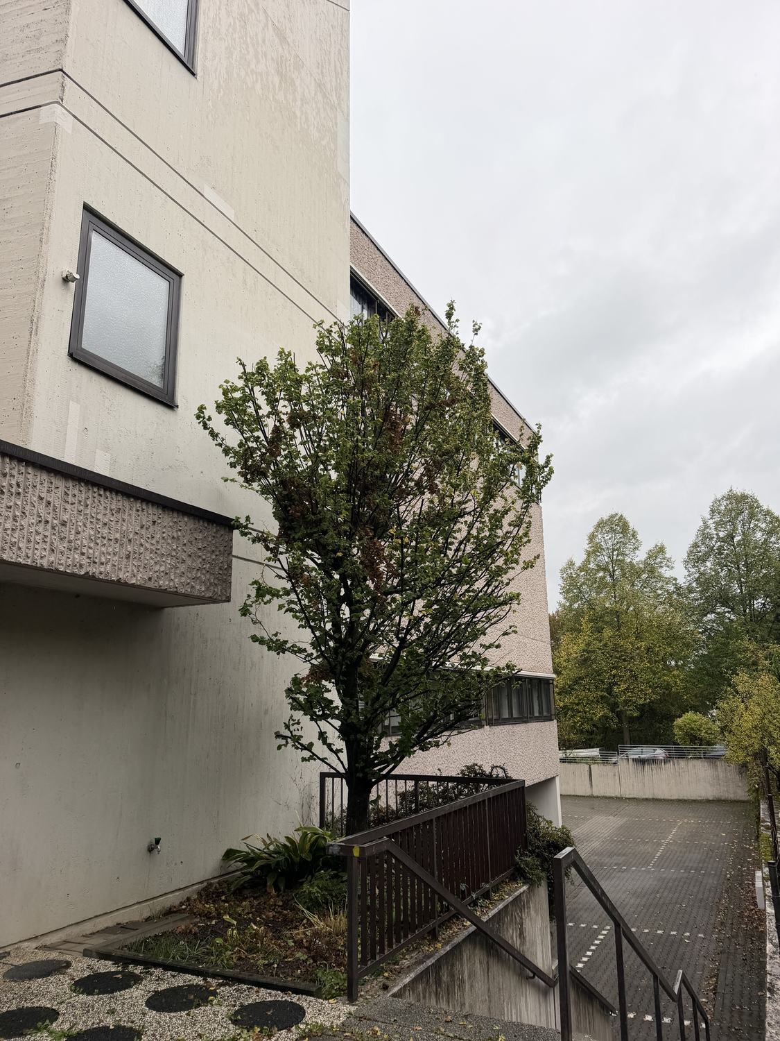 Gepflegte Außenanlage mit Baum an einem Bürogebäude