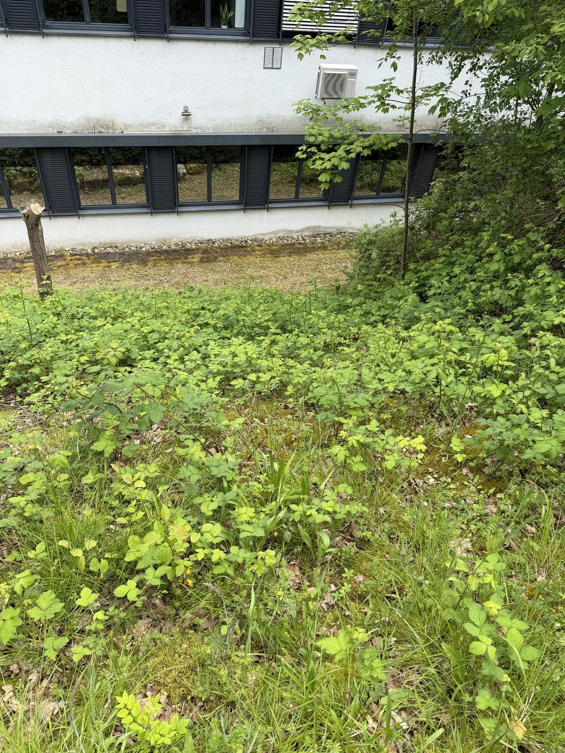 Bewuchs vor einem Bürogebäude