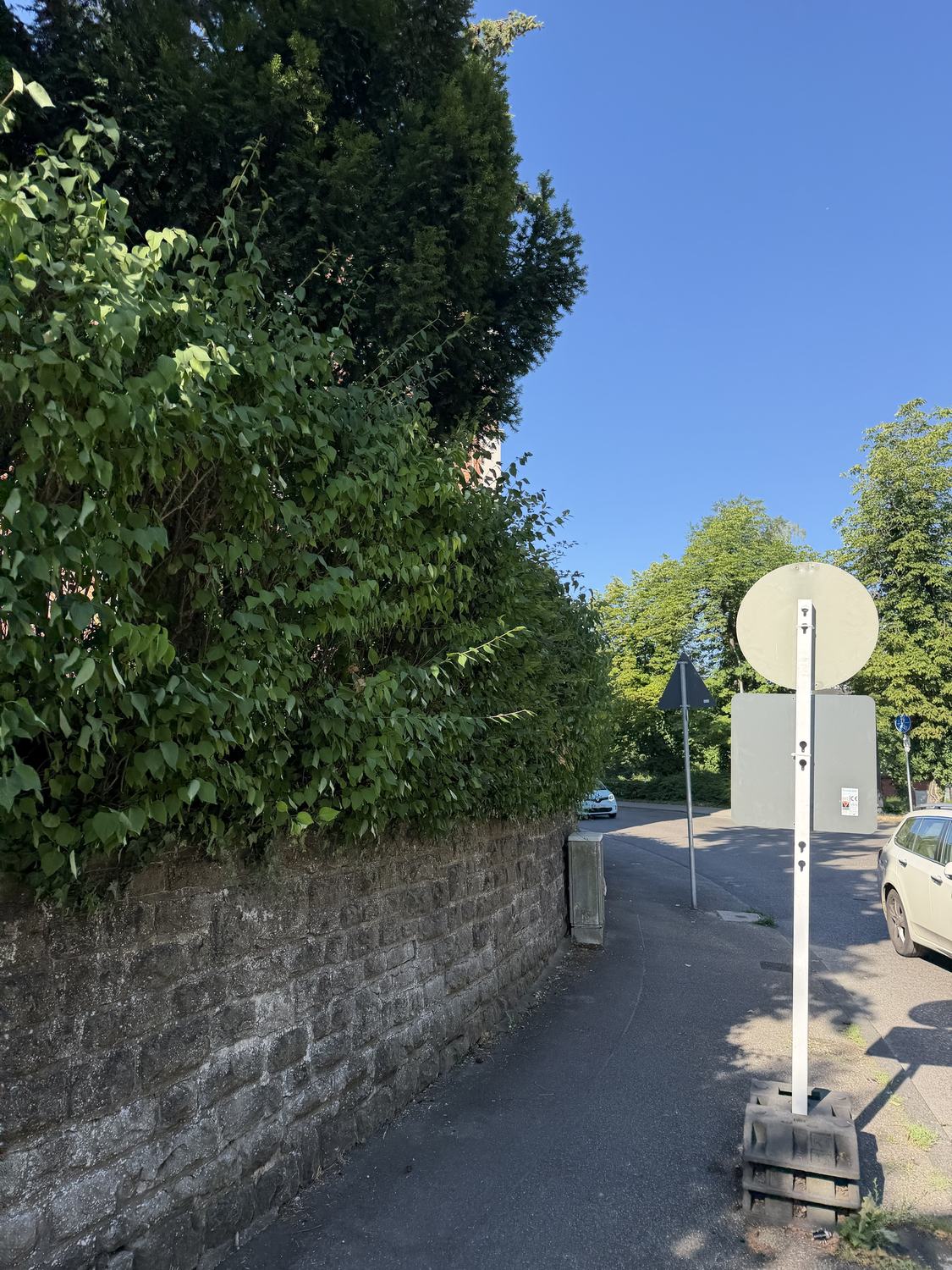 Hecke vor dem Schnitt entlang einer Natursteinmauer
